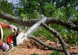 Tree and Shrub Care in Brewster, OH