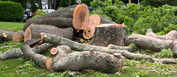 How Our Tree Care Process Works  in  Brewster, OH